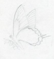 Faire papillon croquis rapidement et facilement (Без кейворда) Faire papillon croquis rapidement et facilement