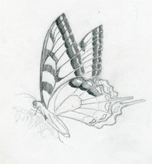 Faire papillon croquis rapidement et facilement (faire) Faire papillon croquis rapidement et facilement