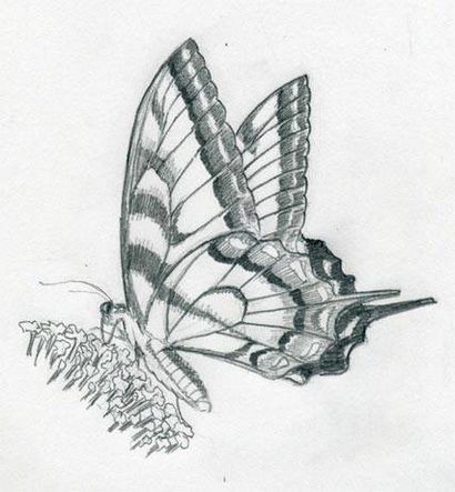 Faire papillon croquis rapidement et facilement (papillon) Faire papillon croquis rapidement et facilement