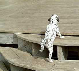Faire animaux Étapes à suivre pour les chiens et autres animaux domestiques (autres) Faire animaux Étapes à suivre pour les chiens et autres animaux domestiques