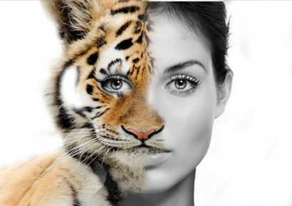 Morphing visages humains avec des visages animaux dans Photoshop - Formation Acuity (Animal Faces Photoshop) Morphing visages humains avec des animaux Faces dans Photoshop - Formation Acuity