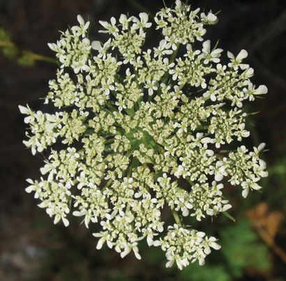 Dentelle (LACE) étude des plantes Queen Anne Dentelle étude des plantes Queen Anne