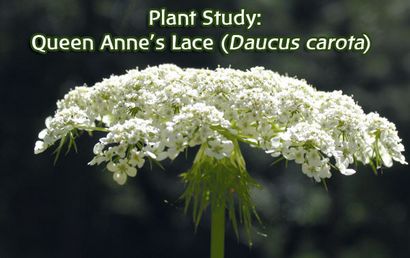 Dentelle (usine) étude des plantes Queen Anne Dentelle étude des plantes Queen Anne