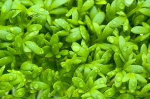 Salade verte De A à Z de cuisine Démarrer (Без кейворда) Salade verte de A à Z de commencer la cuisson