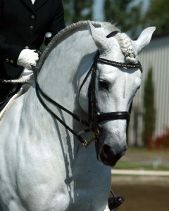 Afficher Anneau Hunter Tresses, Comment obtenir le look de tresses parfaites, Thistle Ridge Equestrian Services (chasseur de poney) Afficher Anneau Hunter Tresses, Comment obtenir le look de tresses parfaites, Ridge Thistle Equestrian Services