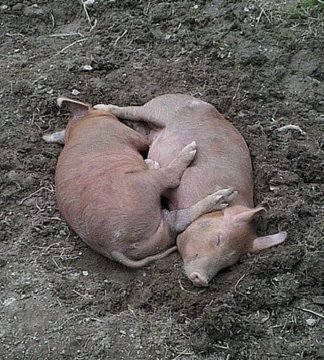 Simple Pig Conception Pen (comment faire pigpen sans odeur) Conception simple Pig Pen