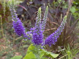 Véroniques pour la frontière - Jardin DAVE (fleurs vivaces) Véroniques pour la frontière - Jardin de Dave