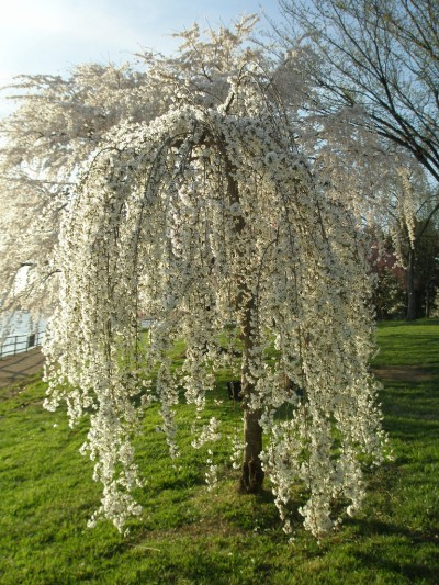 Weeping soins Cherry Tree Comment planter un arbre cerisier pleureur (usine) Weeping soins Cherry Tree Comment planter un Weeping Cherry Tree