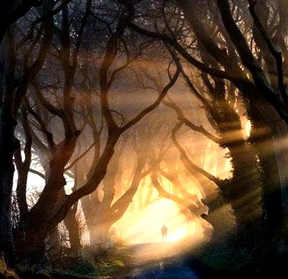 20 de tuneluri magice de copaci pe care vrei să le treci