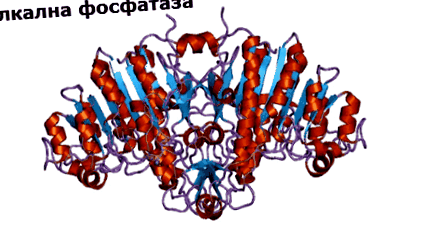 fosfatază alcalină