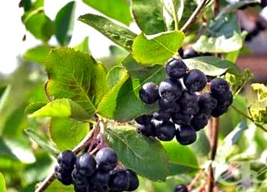 aronia