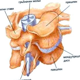 coloanei vertebrale