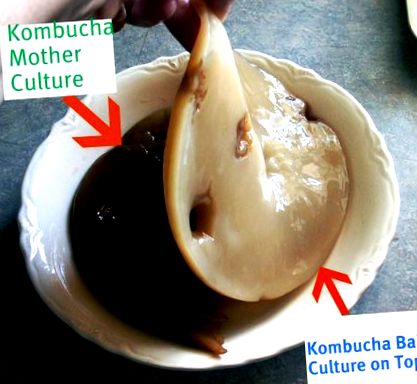 kombucha