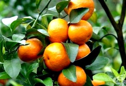 mandarin