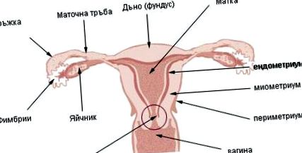 cancerului endometrial