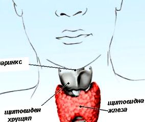 hormonilor tiroidieni