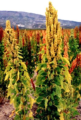 cană quinoa