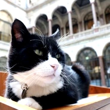 palmerston