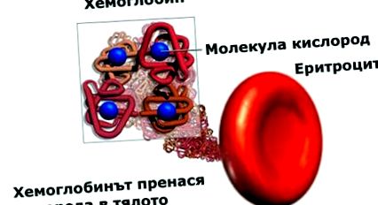 hemoglobinei