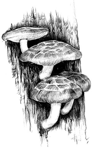 shiitake