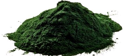 chlorella