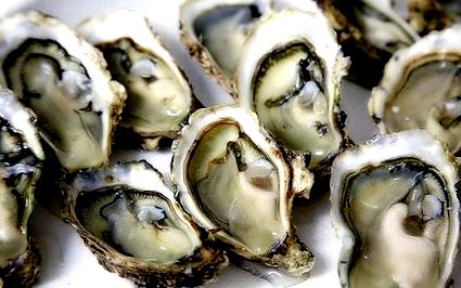 oysters