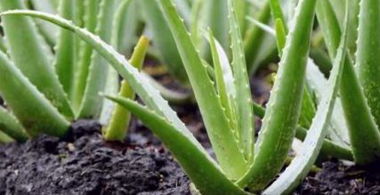 aloe