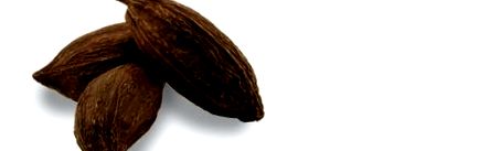 cacao