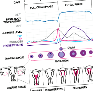 ciclului menstrual