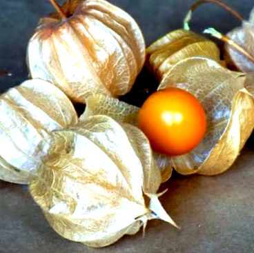 physalis