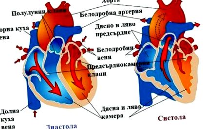 Ciclul cardiac