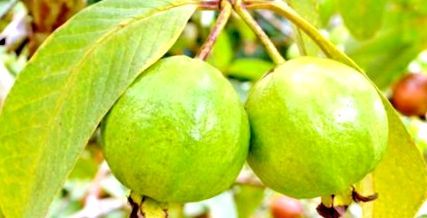 poate că frunzele guava ajută la scăderea în greutate)
