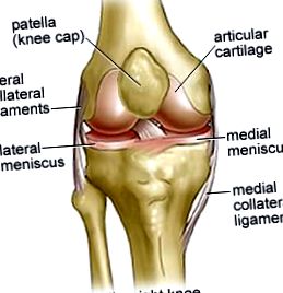 articulației genunchiului
