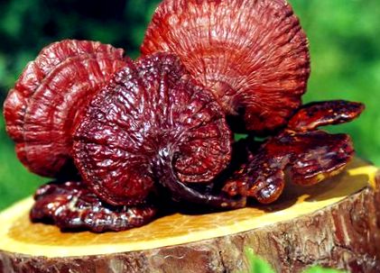 ganoderma