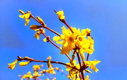 forsythia