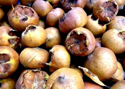 medlars