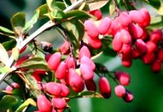 barberry