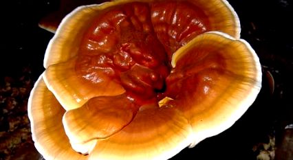 reishi