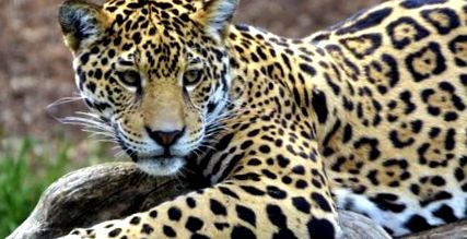 jaguarului