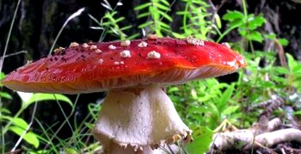 agaric