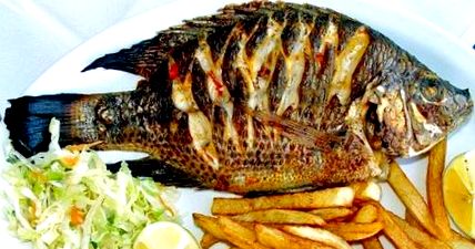 tilapia