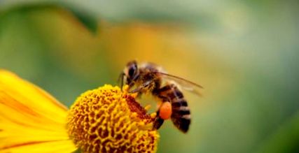 polenul albine
