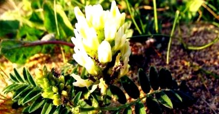 astragalus