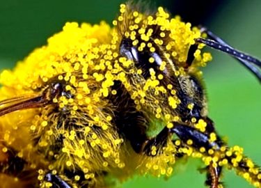polenul