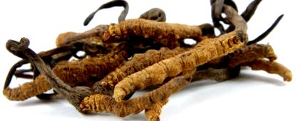 cordyceps