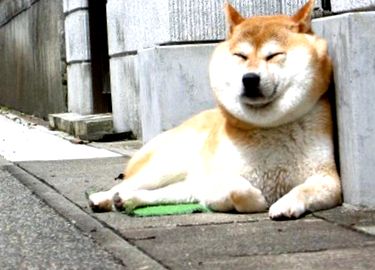 akita