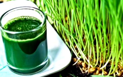 wheatgrass