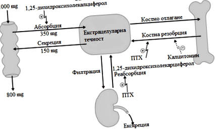 fosfatului