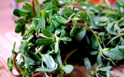 purslane