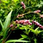 polygonum